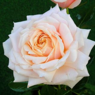 Floribunda Rose Barbados